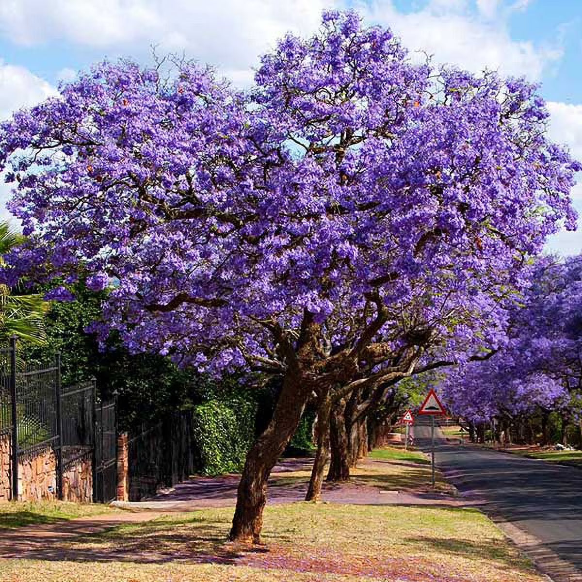 Jacaranda Tree, 2-3 ft. - No Shipping To AZ