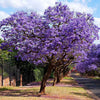 Jacaranda Tree, 2-3 ft. - No Shipping To AZ