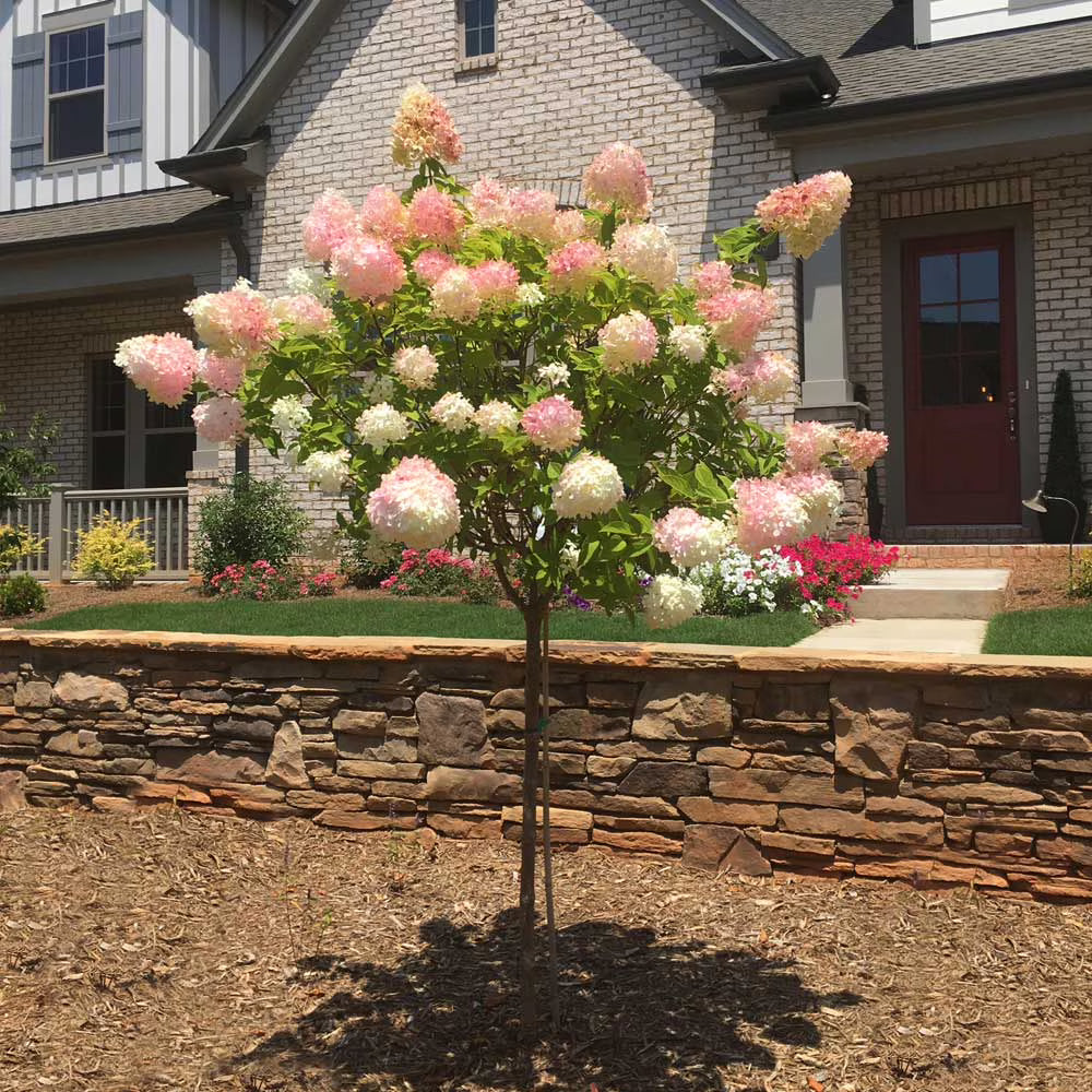 Vanilla Strawberry Hydrangea Tree, 4-5 ft. - No Shipping to AZ